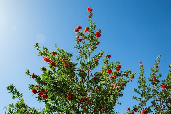 قیمت خرید پودر گلنار فارسی برای لاغری + فروش ویژه